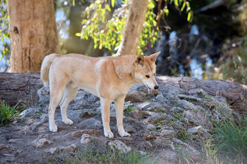 the golden dingo is resting on rocky ground