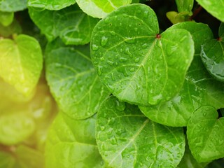 water droplets on leaves after heavy rain