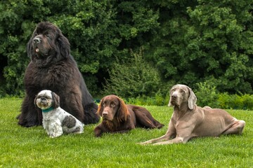 Dogs of different breeds in the meadow. Weimaraner, Newfoundland dog, Shih tzu, Flat coated...