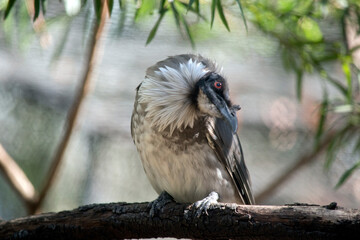 the friar bird has a black head and grey and white body