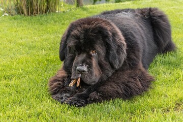 Newfoundland dog breed in an outdoor. Big dog on a green field eats a dried snack. Dog with bone chewing