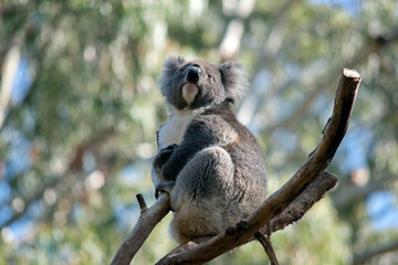 the koala is sitting in the fork of a tree