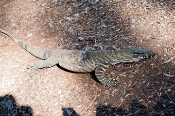 this is a side view of lace monitor or goanna