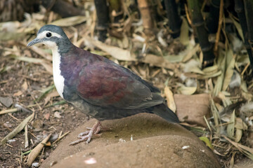 this is a side view of a new guinea ground dove