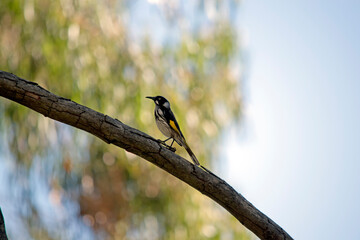 the New Holland honeyeater is perched on a branch