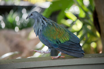this is a side view of a nicobar pigeon