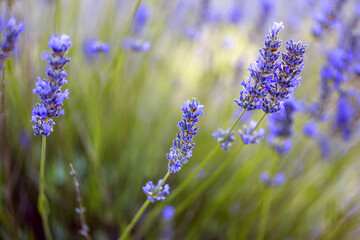 Fototapeta premium lavender flowers in the field