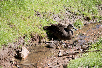the pacific black duck is walking with her chicks
