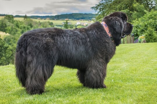 Newfoundland dog breed in an outdoor. Big dog on a green field. Rescue dog. Show breed of dog.
