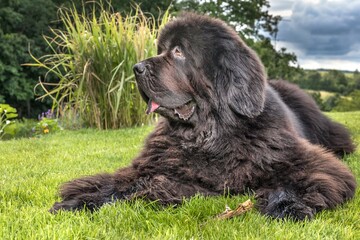 Newfoundland dog breed in an outdoor. Big dog on a green field. Rescue dog. Show breed of dog.