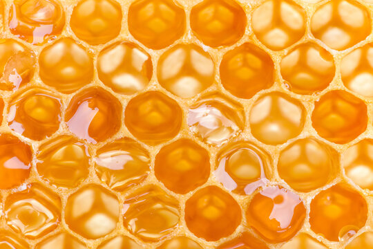 Macro shot of Honeycomb