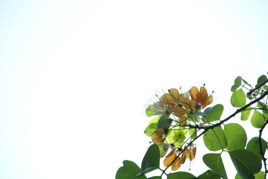 Flower of crateva blooming  on branch with green leaves (right of frame) and white sky background, Thailand.