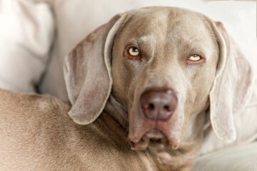 Weimaraner lies on a blanket. Tired dog eyes. Detail of a dog's head.