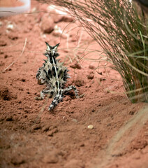 the thorny devil lizard is named for the appearance of thorns all over its body it is harmless to humans