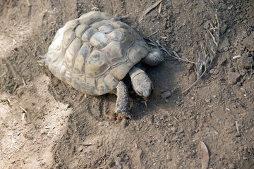 the tortoise is walking on dirt