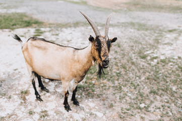 An adult with long hair, large horns, a brown bearded, big-eyed goat stands in a pasture for animals in the countryside.