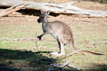 Naklejka na ściany i meble the western grey kangaroo is a brown marsupial