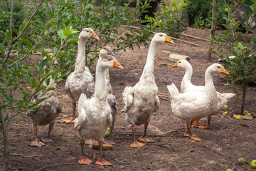 Flock of dirty geese roam the rural farm