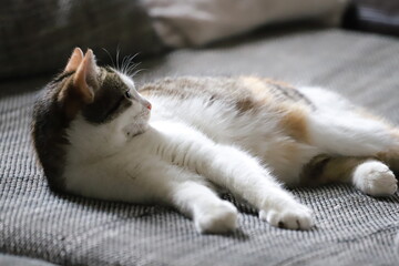 Katze