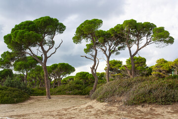 Trees on the beach