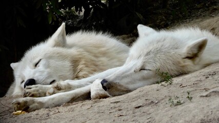 Sieste du Loup Blanc