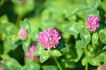 Red clover in bloom closeup view with green leaves selective focus in background