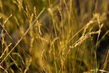 Fototapeta premium Field of cultivation, yellow wheat at the time of harvest, warm colors. Illustration