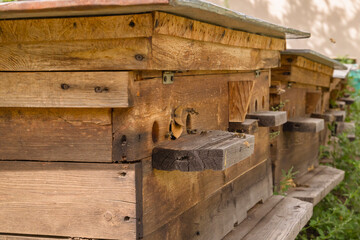 Bee hive with flying bees in the apiary in the garden. Close-up