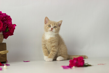 Cute British short hair cat. Little kitten plaing, looking at the camera. Red decor