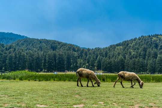 Mini Switzerland, Khajjiar, Chamba, Himachal Pradesh, India