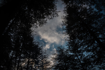 Naklejka premium sunset in the woods