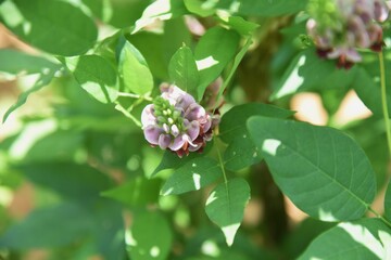 Apios americana flowers.
Fabaceae perennial vine.Tubers are edible.