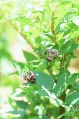 Apios americana flowers.
Fabaceae perennial vine.Tubers are edible.
