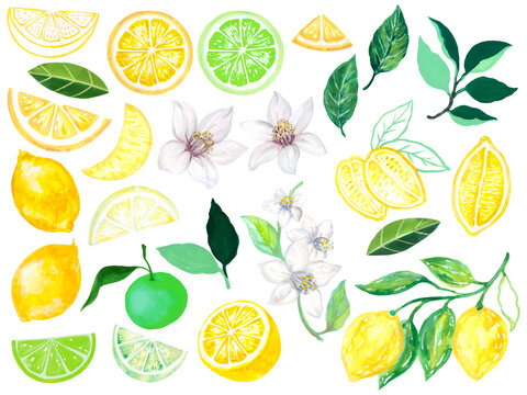 Lime and Lemon fruits, leaves, flowers  Hand drawn element isolated illustration in watercolor style for summer romantic cover, tropical wallpaper
