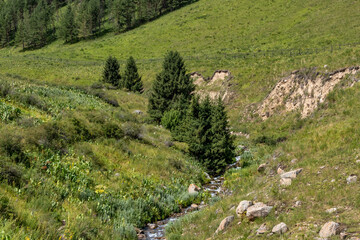 sheep in the mountains