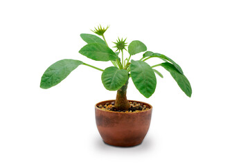 Dorstenia Foetida plant with leaves and flower in brown pot isolated on white background with cliping path