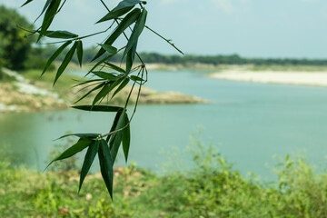 There are bamboo leaves hanging on the small Gorai river in the back and green around