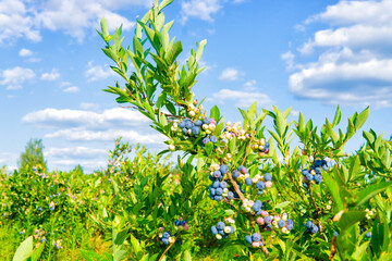 Obraz premium Bush of blueberries in the field