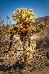 Teddy bear cactus on the  Cholla Cactus Nature Trail, Joshua Tree National Park California