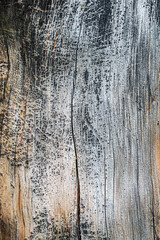 Obraz premium patterns and texture of old wood