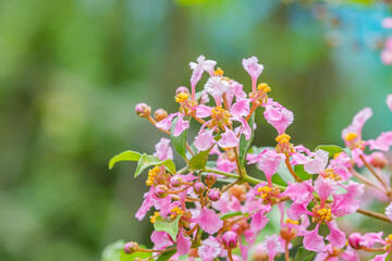 beautiful pink flowers of cherry trees in the garden.