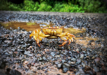 crab on the beach