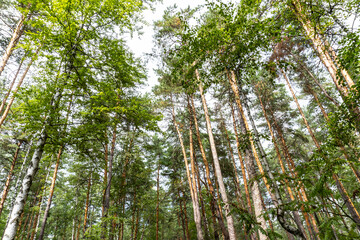 Obraz premium summer forest, birch, beautiful summer background