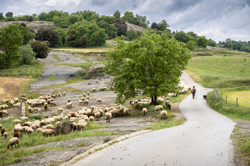 Flock of sheep with shepherd and dog on the road with green fields in Catalonia, Spain