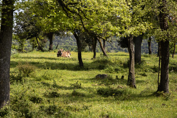Fototapeta premium One brown cow laying down on the grass in the trees, relaxing in a sunny day, Spain