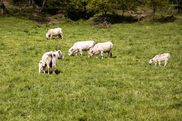 Group of white cows grazing on the green grass in Spain, white lamb laying on the field of grass, Rupit