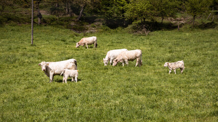 Fototapeta na wymiar Group of white cows grazing on the green grass in Spain, white lamb laying on the field of grass, Rupit
