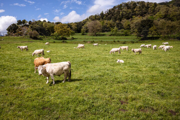 Fototapeta premium Group of white cows grazing on the green grass in Spain, white lamb laying on the field of grass, Rupit