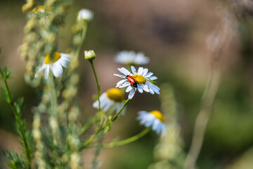 Red insect on chamomile