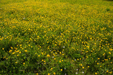 Yellow flowers of buttercups,also called ranunculus acris or butterblume